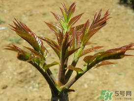 痛風(fēng)能吃香椿嗎？痛風(fēng)能吃香椿煎蛋嗎？