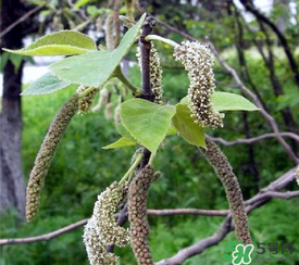 構(gòu)樹穗有什么作用？構(gòu)樹穗的作用