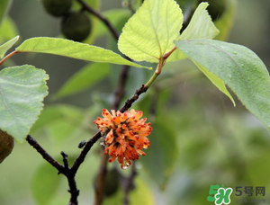 構(gòu)樹穗有什么作用？構(gòu)樹穗的作用