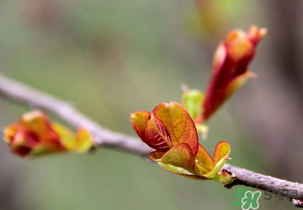 小狗能吃香椿嗎？狗狗可以吃香椿炒雞蛋嗎？