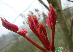 小狗能吃香椿嗎？狗狗可以吃香椿炒雞蛋嗎？