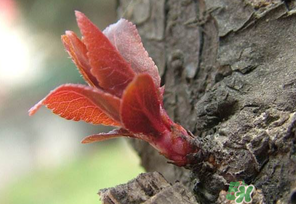 小狗能吃香椿嗎？狗狗可以吃香椿炒雞蛋嗎？