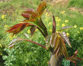 高血壓能吃香椿嗎？高血壓病不能吃香椿嗎？