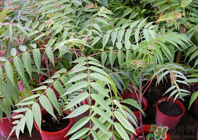 高血壓能吃香椿嗎？高血壓病不能吃香椿嗎？