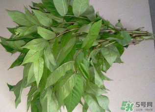 白花菜有什么功效？白花菜的功效是什么？