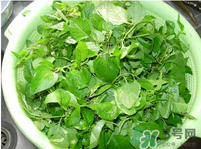 白花菜有什么功效？白花菜的功效是什么？