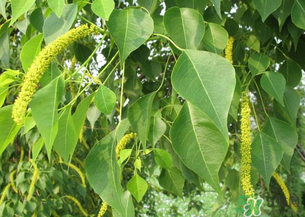構(gòu)樹(shù)穗的營(yíng)養(yǎng)價(jià)值 構(gòu)樹(shù)穗有什么營(yíng)養(yǎng)價(jià)值？