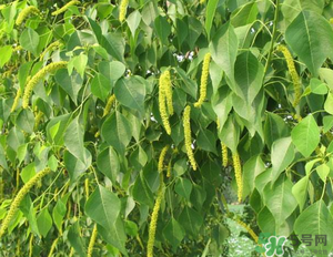 構(gòu)樹(shù)穗的營(yíng)養(yǎng)價(jià)值 構(gòu)樹(shù)穗有什么營(yíng)養(yǎng)價(jià)值？