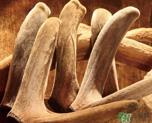 鹿茸不能和什么一起吃？鹿茸不能與什么同食？