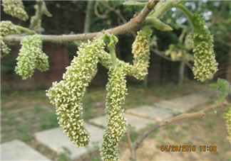 構(gòu)樹(shù)穗有什么作用？構(gòu)樹(shù)穗的作用