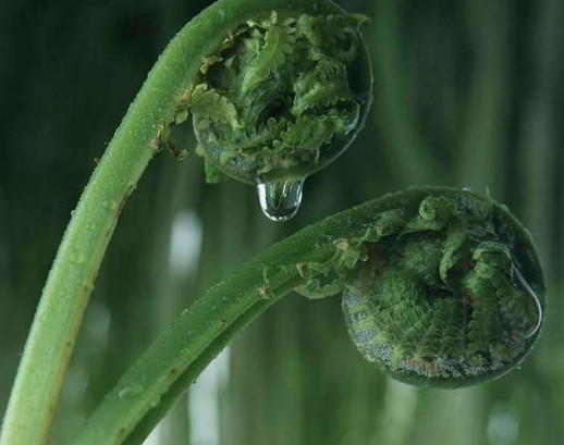 蕨菜到底能不能吃？山上的蕨菜能不能吃