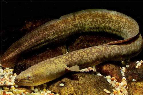 孕婦可以吃白鱔嗎？孕婦能吃白鱔嗎？