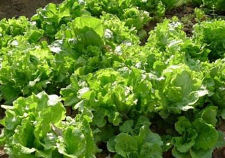 谷雨種什么菜？谷雨前后種什么蔬菜？