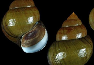 田螺可以凈化水質(zhì)嗎？田螺能凈化水質(zhì)嗎？