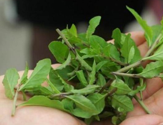 枸杞頭是什么樣子？枸杞頭是什么菜