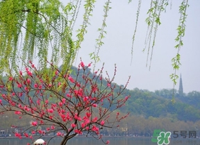 四月份去哪里旅游比較好？四月份最適合旅游的地方