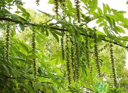 榆錢是榆樹的什么？榆錢是花還是果實(shí)