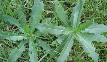 刺兒菜能吃嗎？刺兒菜可以吃嗎