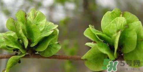 榆錢是榆樹的什么？榆錢是花還是果實(shí)