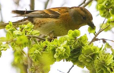 榆錢是酸性還是堿性？榆錢是什么味道