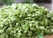 榆錢可以和什么一起吃?榆錢不能和什么一起吃? 榆錢可以和什么一起吃?榆錢不能和什么一起吃?