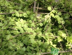 榆錢可以和什么一起吃?榆錢不能和什么一起吃? 榆錢可以和什么一起吃?榆錢不能和什么一起吃?