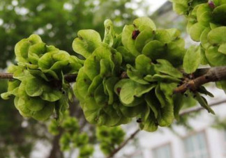 榆錢有什么特點(diǎn)？榆錢有什么作用