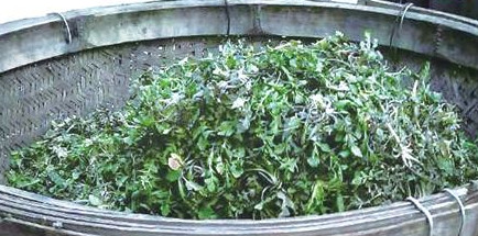 榆錢(qián)怎么存放？榆錢(qián)的保存方法