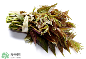 香椿可以助孕嗎？香椿有助孕的功效嗎？