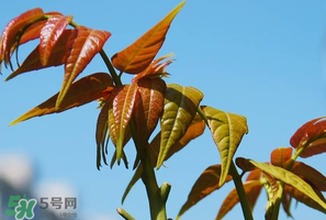 香椿可以助孕嗎？香椿有助孕的功效嗎？