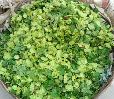 榆錢能炒雞蛋嗎？榆錢炒雞蛋怎么做