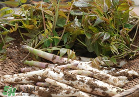 香椿和筍子能一起吃嗎？香椿可以和筍一起吃嗎？