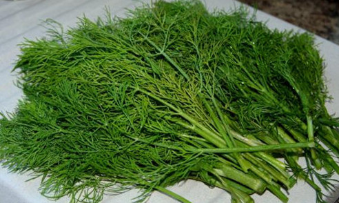 茴香苗怎么吃？茴香苗的吃法