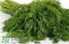 茴香苗有什么好處？茴香苗的功效與作用