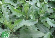 刺兒菜吃了有什么用？刺兒菜有什么功效