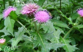 高血壓能吃刺兒菜嗎？刺兒菜能降血壓嗎