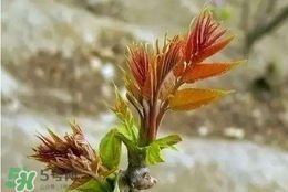 香椿子泡水喝怎么樣？香椿泡水喝的功效