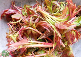 香椿子泡水喝怎么樣？香椿泡水喝的功效