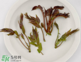 香椿能泡茶嗎？香椿茶的功效與作用
