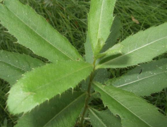 刺兒菜怎么吃不扎嘴？刺兒菜的做法