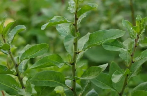 枸杞葉孕婦能吃嗎？枸杞葉孕婦可以吃嗎