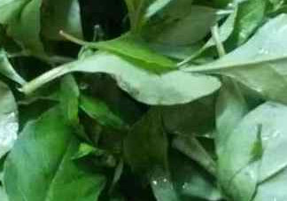 枸杞葉孕婦能吃嗎？枸杞葉孕婦可以吃嗎