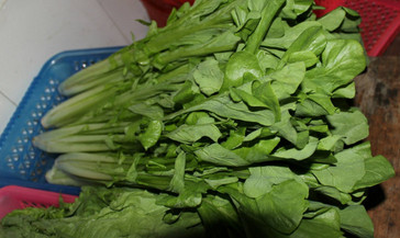 吃枸杞葉有什么好處？枸杞葉的功效與作用