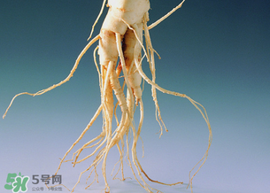 孕婦能吃人參嗎？孕婦可以吃人參嗎？