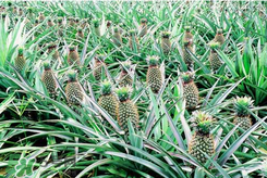 孕婦為什么不能吃菠蘿？孕婦不能吃菠蘿的原因