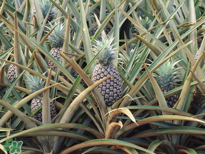 孕婦為什么不能吃菠蘿？孕婦不能吃菠蘿的原因