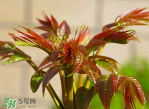 香椿會致癌嗎？香椿吃多了會致癌嗎？ 