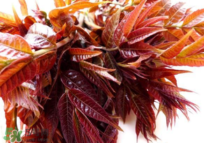 香椿會致癌嗎？香椿吃多了會致癌嗎？ 