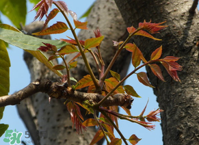 香椿會致癌嗎？香椿吃多了會致癌嗎？ 