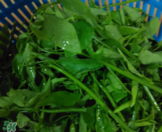 樹仔菜有毒嗎？樹仔菜有沒有毒？